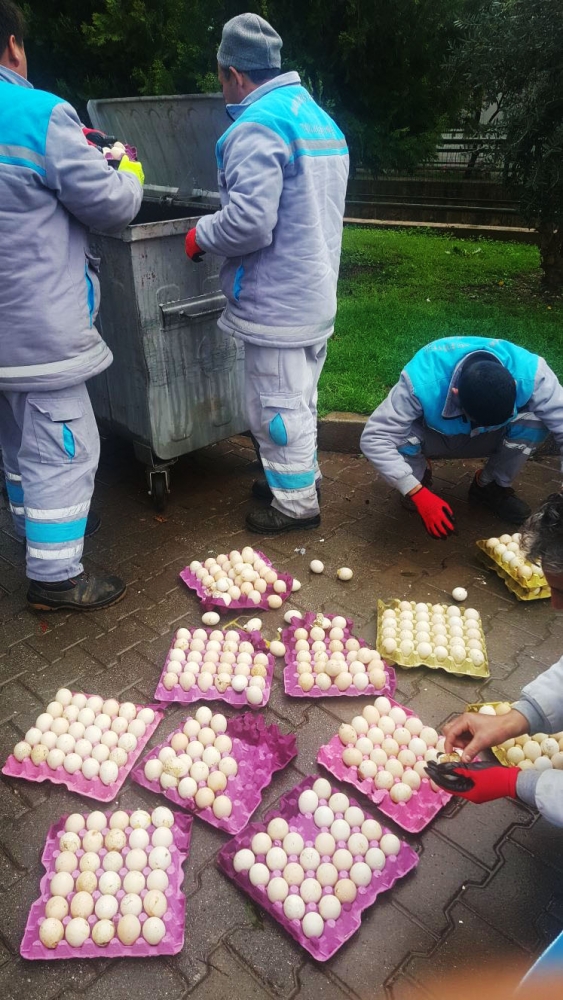 Çöpe atılan yumurtalardan civciv çıktı