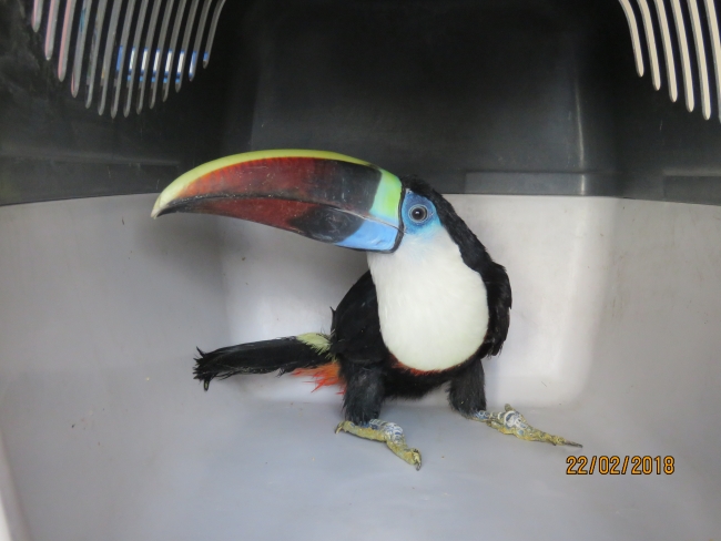 Erzincan'da "tukan" cinsi kuş ele geçirildi