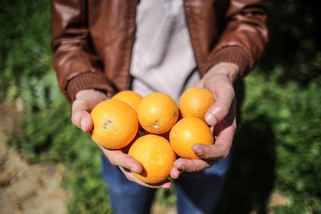 Gazze narenciye bahçelerine veda ediyor