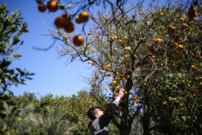 Gazze narenciye bahçelerine veda ediyor
