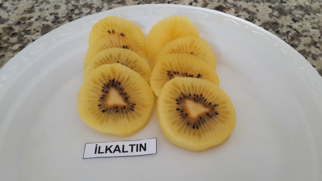 Yerli kivi "İlkaltın" tescillendi