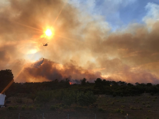 Çanakkale Ezine'de orman yangını