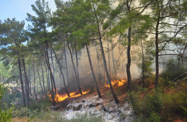 Antalya'da orman yangını