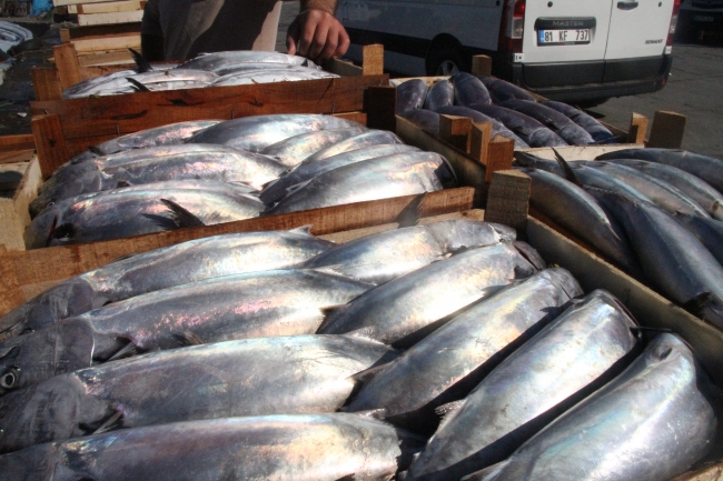 Karadeniz'de palamut bolluğu yaşanıyor