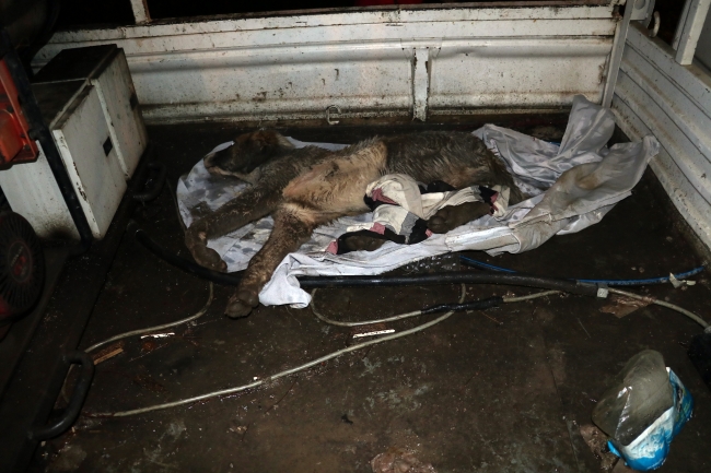 Osmaniye'de can çekişen köpek için mahalleli seferber oldu