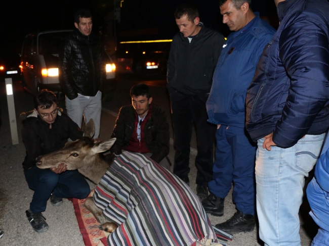 Yaralı bulunan geyik tedavi altına alındı
