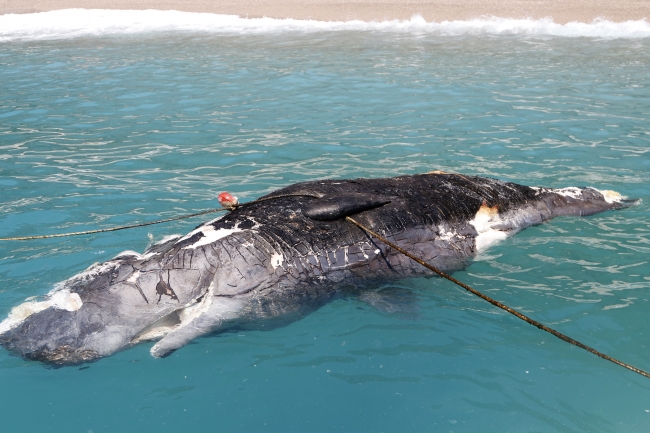 Muğla'da ölü balina kıyıya vurdu