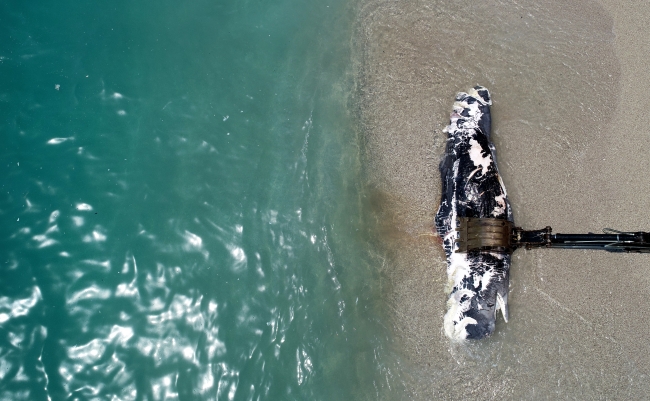 Muğla'da ölü balina kıyıya vurdu