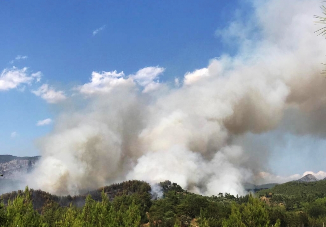 Muğla'da orman yangını