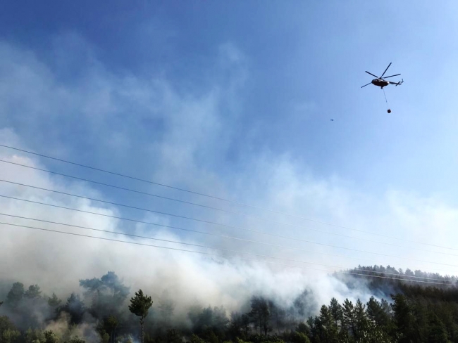 Muğla'da orman yangını