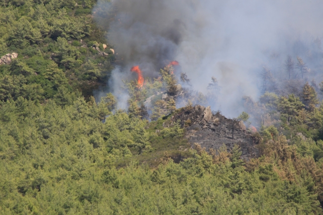 Muğla'da orman yangını