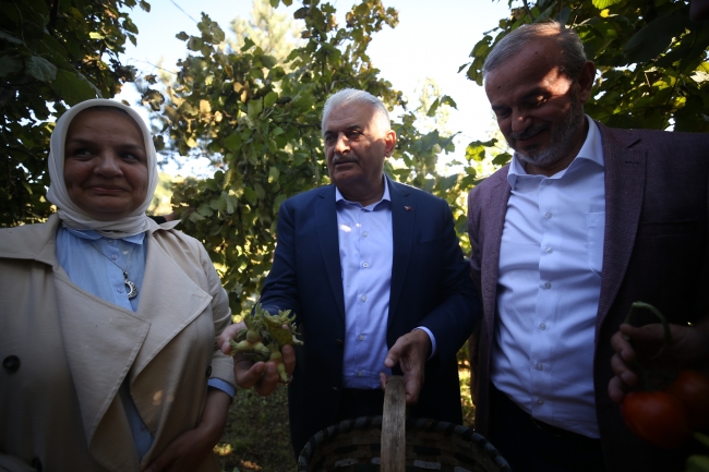 Binali Yıldırım fındık topladı