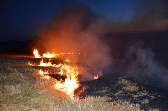 250 dönümlük buğday tarlası küle döndü