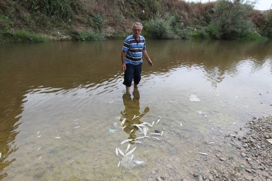 Mert Irmağı'nda balık ölümleri