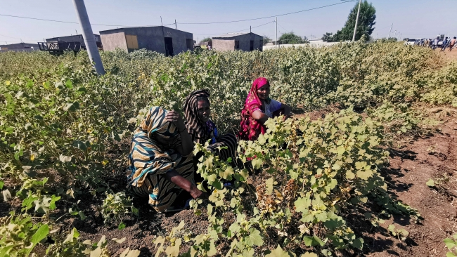 Afrika'nın en verimli tarım arazilerinden biri olarak değerlendirilen el-Faşaga bölgesinde tarlalarda çalışan kadınlar. Fotoğraf: Reuters