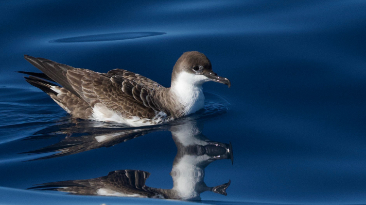 Büyük yelkovan kuşu Türkiye’de ilk kez görüntülendi