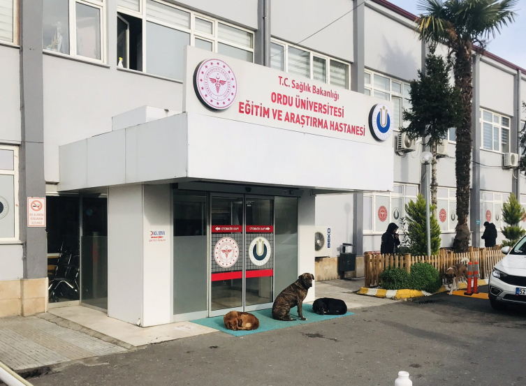 Bakanlık harekete geçti: Sağlık tesislerinde sahipsiz köpek kalmayacak