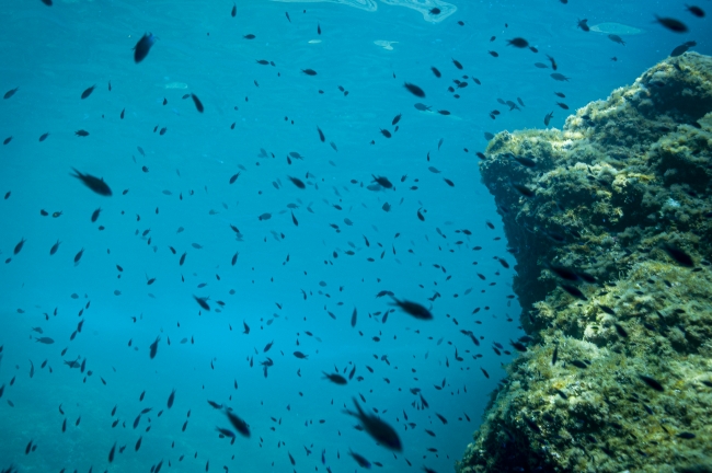 Türkiye’nin denizleri ısınıyor
