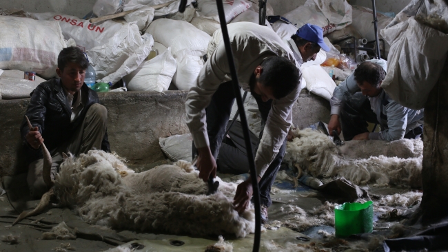 Ankara tiftik keçisi için kırkım zamanı