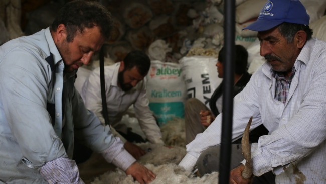 Ankara tiftik keçisi için kırkım zamanı