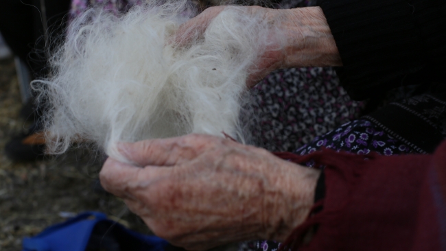 Ankara tiftik keçisi için kırkım zamanı