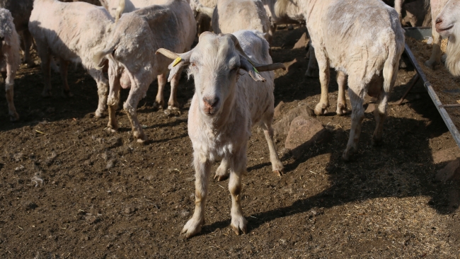 Ankara tiftik keçisi için kırkım zamanı