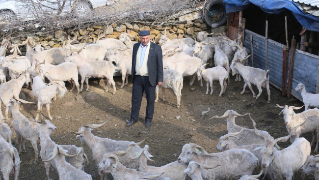 Ankara tiftik keçisi için kırkım zamanı