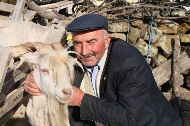 Ankara tiftik keçisi için kırkım zamanı