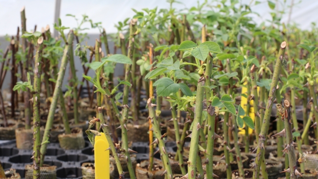 Evini ve bahçesini renklendirmek isteyenler için bahçe bakımı