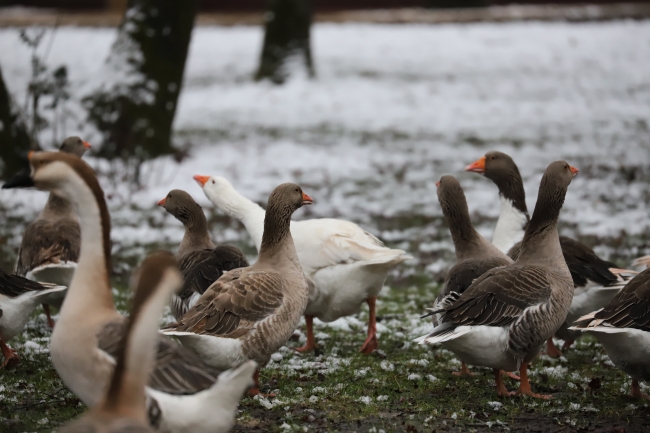 Kocaeli'nin doğal yaşam parkı "Ormanya"