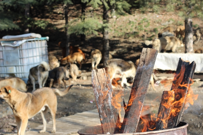 Anne şefkati patilere park oldu