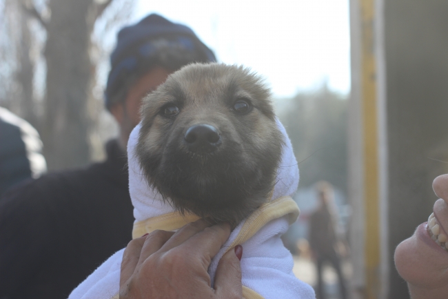 Anne şefkati patilere park oldu