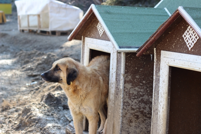 Anne şefkati patilere park oldu