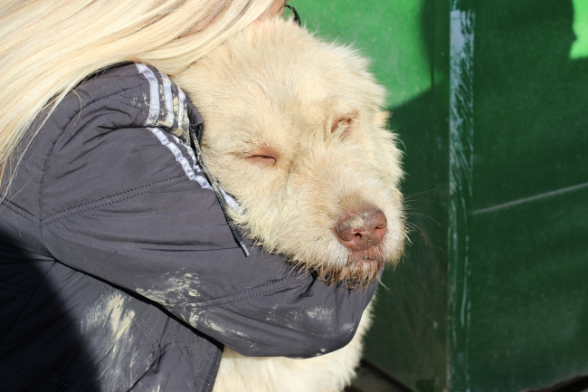 Anne şefkati patilere park oldu