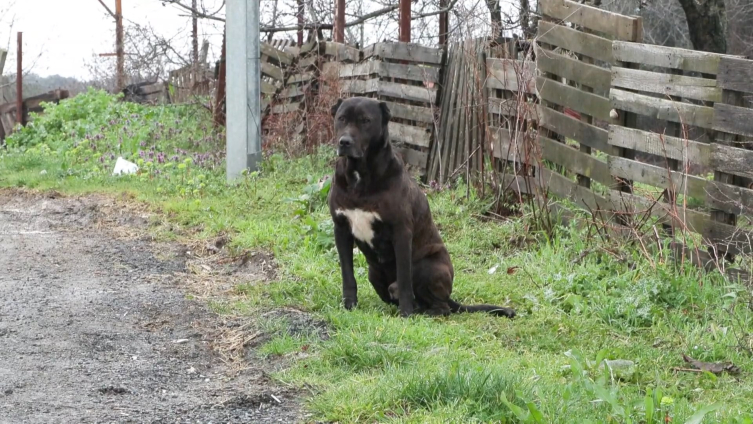 Okuldan eve dönen 6 yaşındaki çocuğa başıboş köpekler saldırdı