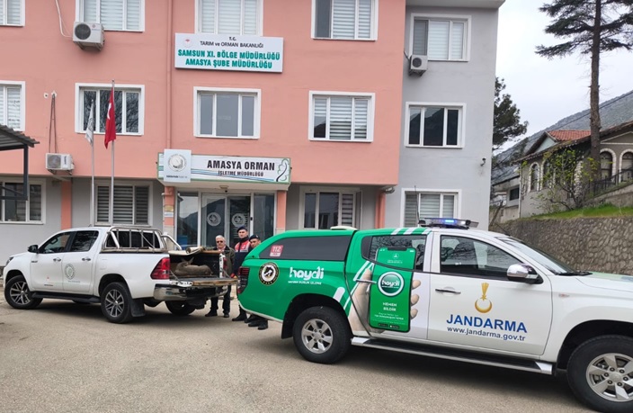 Amasya'da jandarma ekiplerinin bulduğu karaca tedaviye alındı