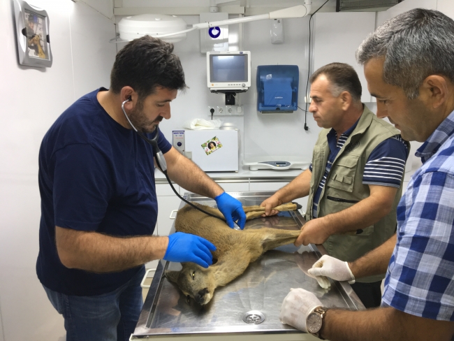 Düzce'de yabani hayvanların saldırısı sonucu yaralanan karaca tedavi edildi