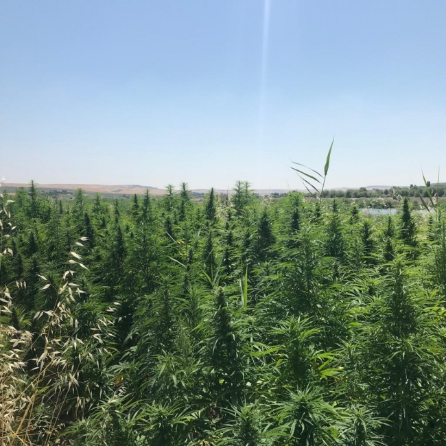 Dicle Nehri kenarında 122 bin 789 kök Hint keneviri ele geçirildi