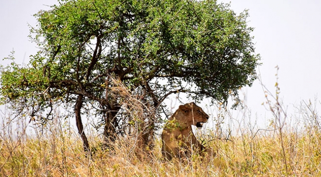 Kenya'da başkentin göbeğinde safari heyecanı