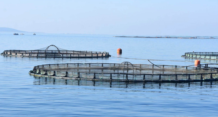 Fotoğraf: DHA