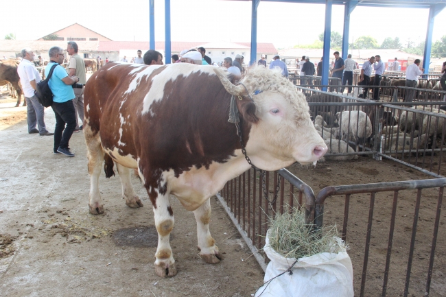 Kurbanlıklar görücüye çıkmaya başladı