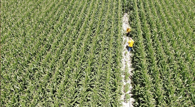 Mısırların arasına gizlenmiş Hint keneviri drone ile tespit edildi