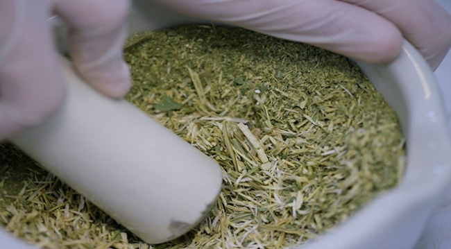 Kansere "pelemir otu" çare olacak