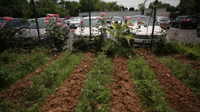 Doğa özlemi çekenler hasretlerini şehirde tarımla gideriyor