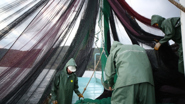 Denizlerde balık stoku azalıyor