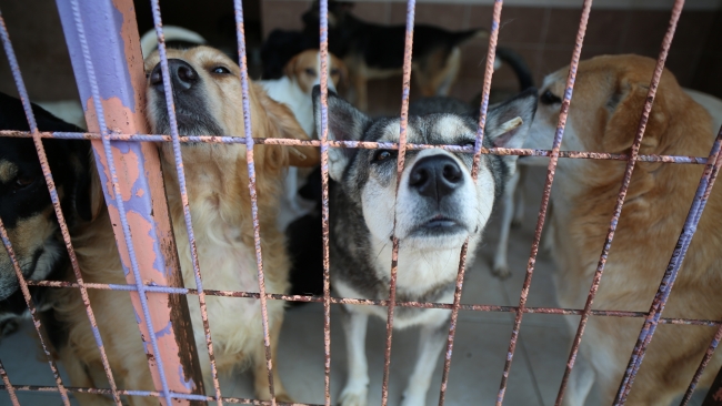 Köpeklerin yolunu gözlediği topluluk: Huysuz İhtiyar