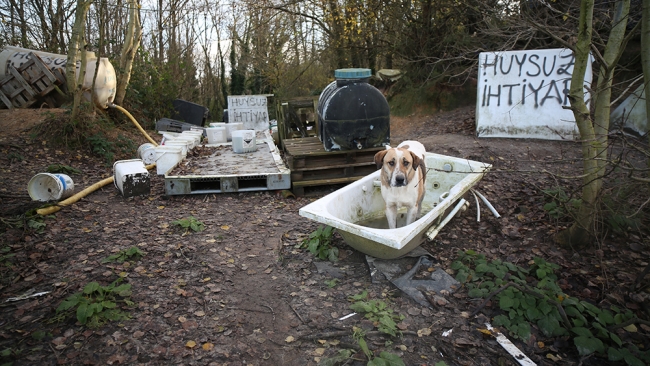 Köpeklerin yolunu gözlediği topluluk: Huysuz İhtiyar