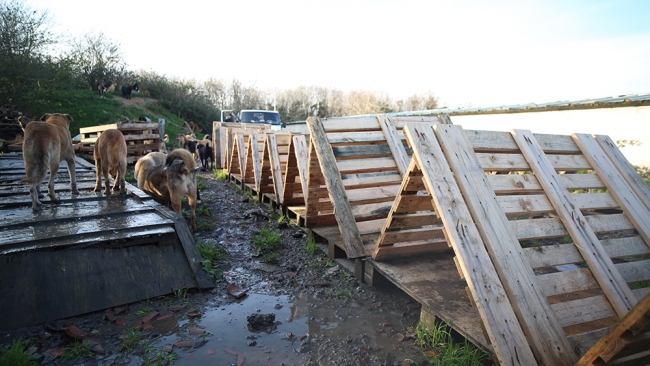 Köpeklerin yolunu gözlediği topluluk: Huysuz İhtiyar
