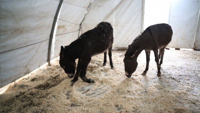 Ölüme terk edilen engelli yük hayvanlarını hayata bağlıyorlar