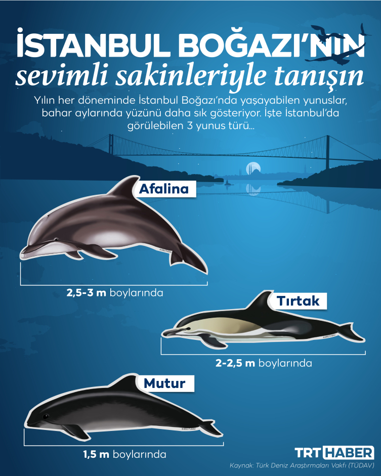 İstanbul Boğazı’ndaki yunusları ne kadar tanıyoruz?